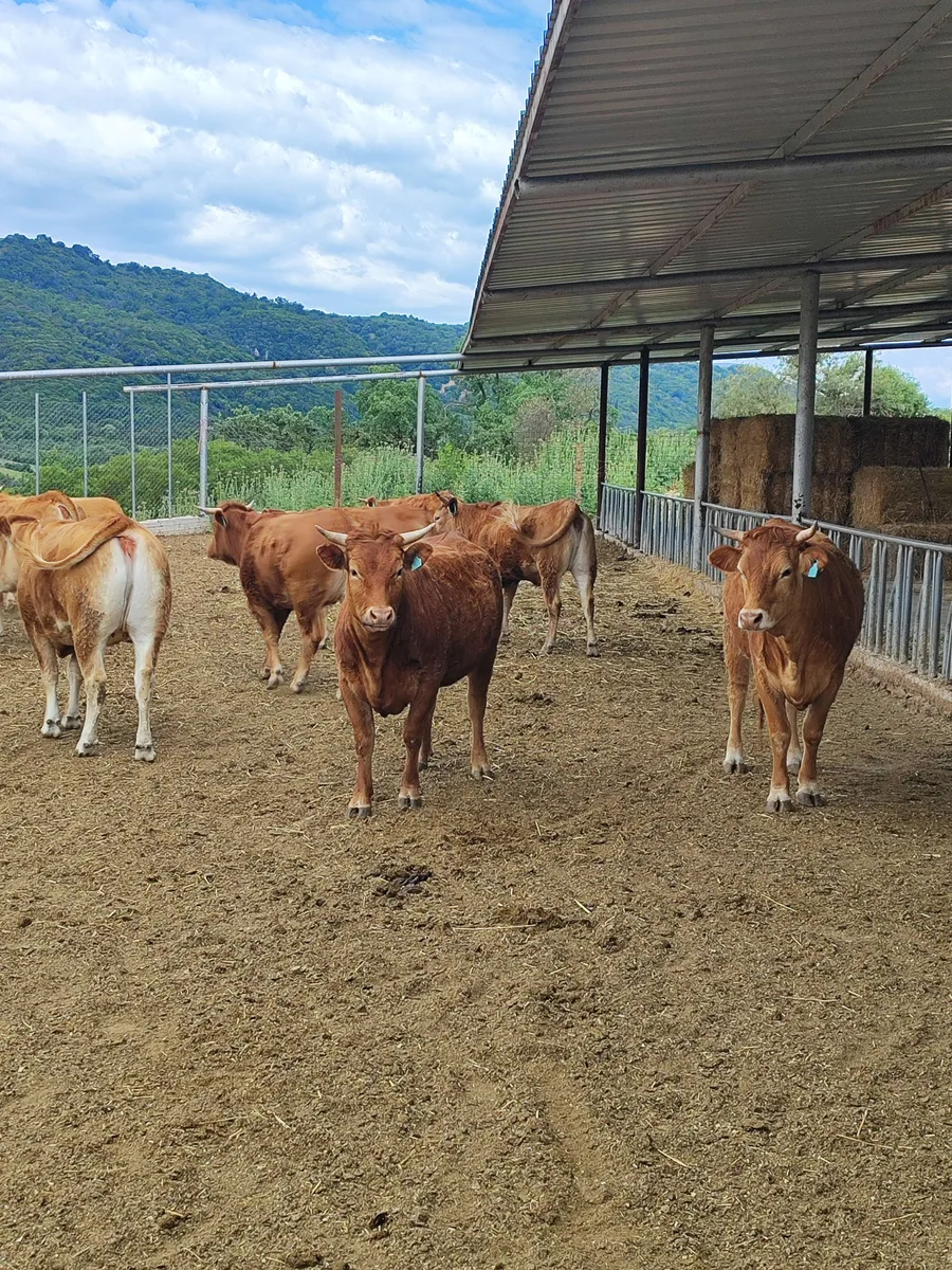 The herd at the farm.